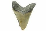 Serrated, Fossil Megalodon Tooth - North Carolina #308478-2